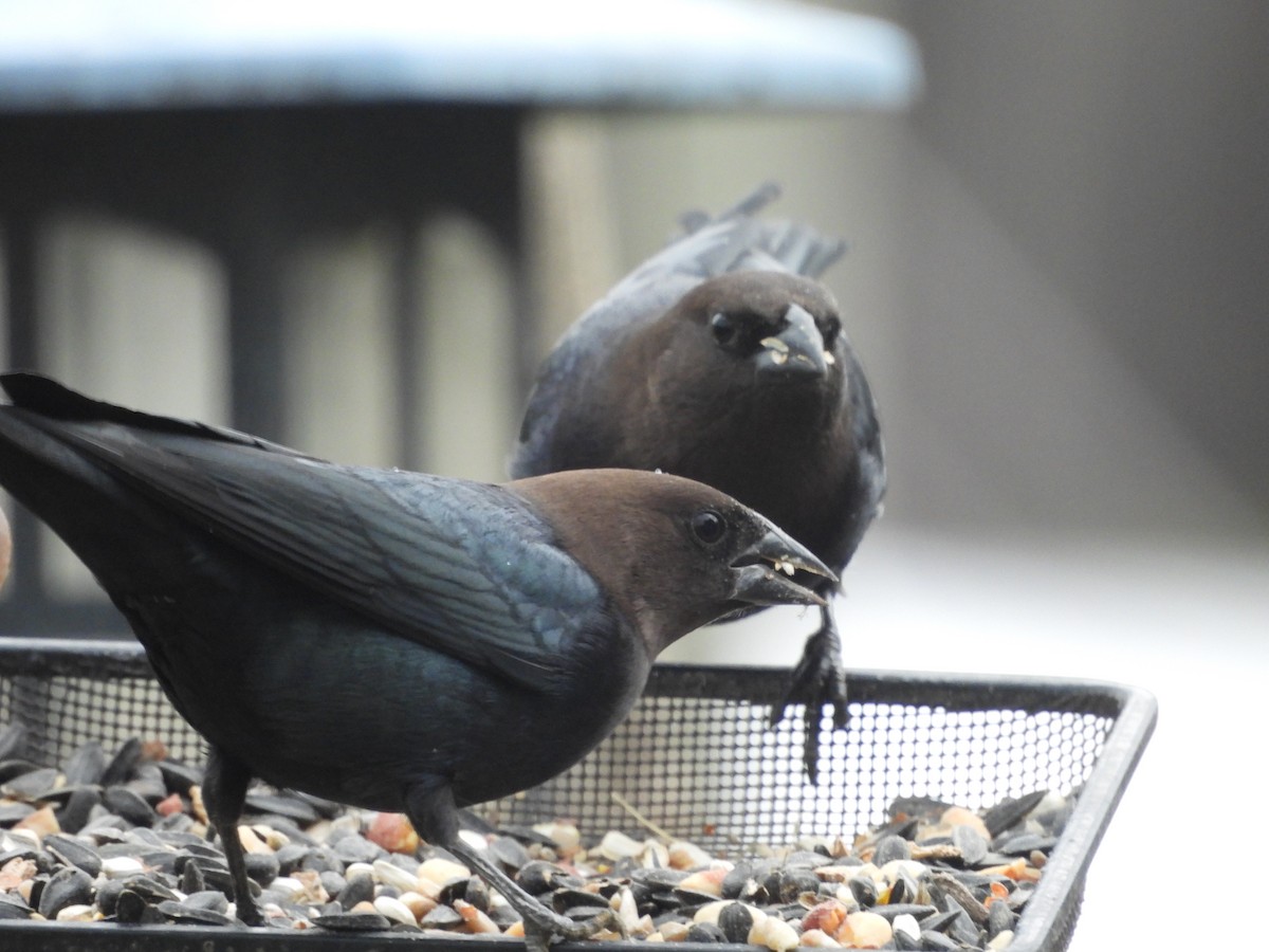 Brown-headed Cowbird - ML643435988
