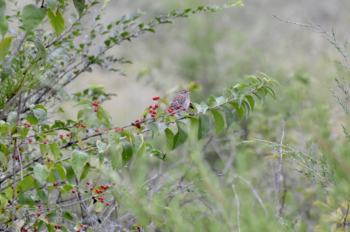 Field Sparrow - ML643435992