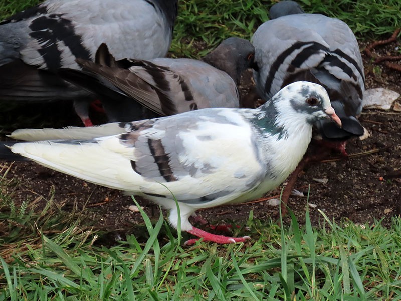 Rock Pigeon (Feral Pigeon) - ML643435993