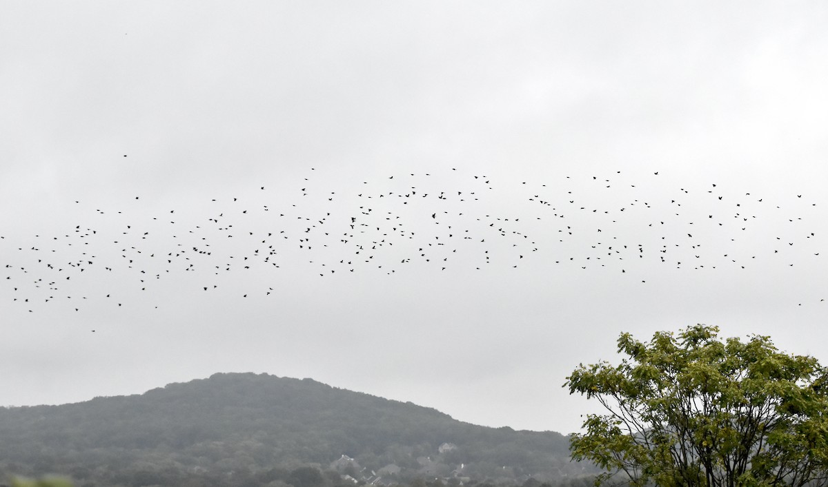 Common Grackle - ML643436000