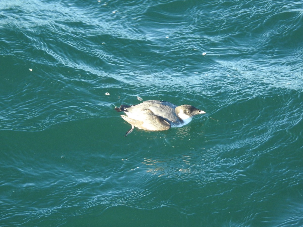 Guillemot à cou blanc - ML643436010