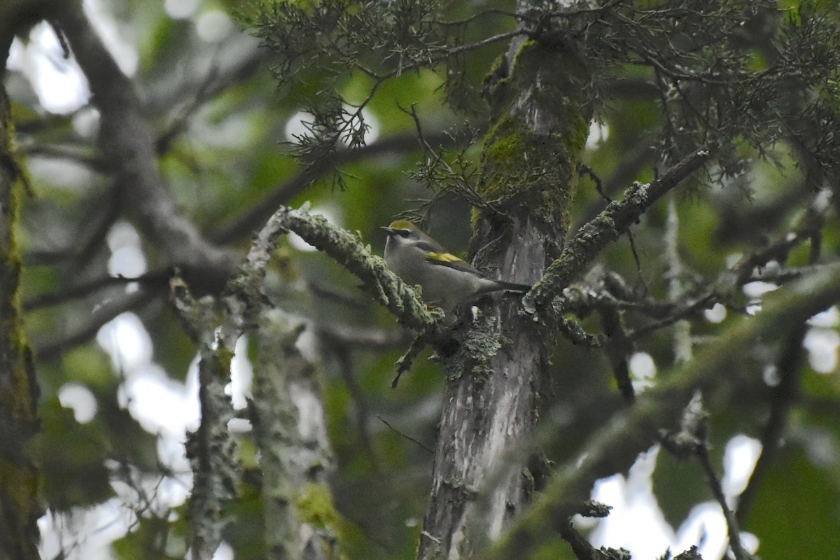 Golden-winged Warbler - ML643436012