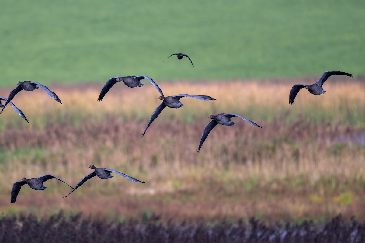 Graylag Goose - ML643436016