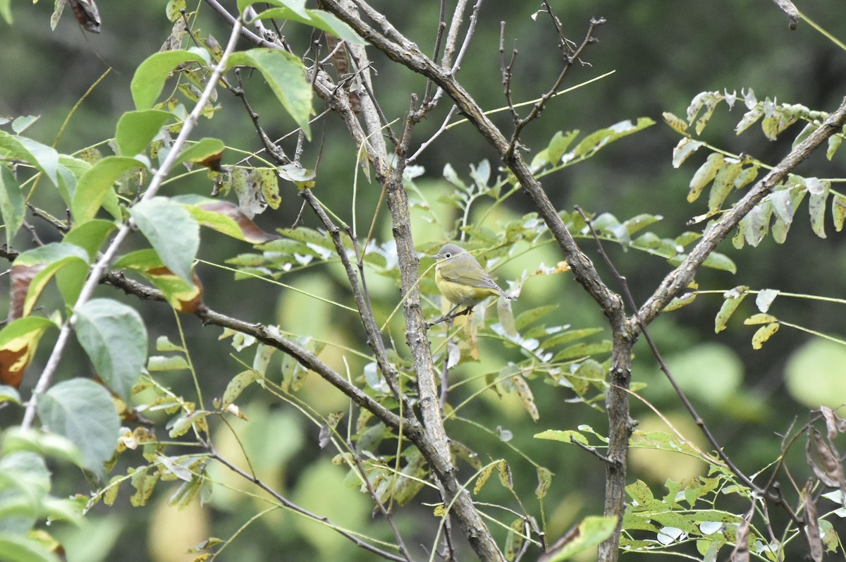 Nashville Warbler - ML643436017