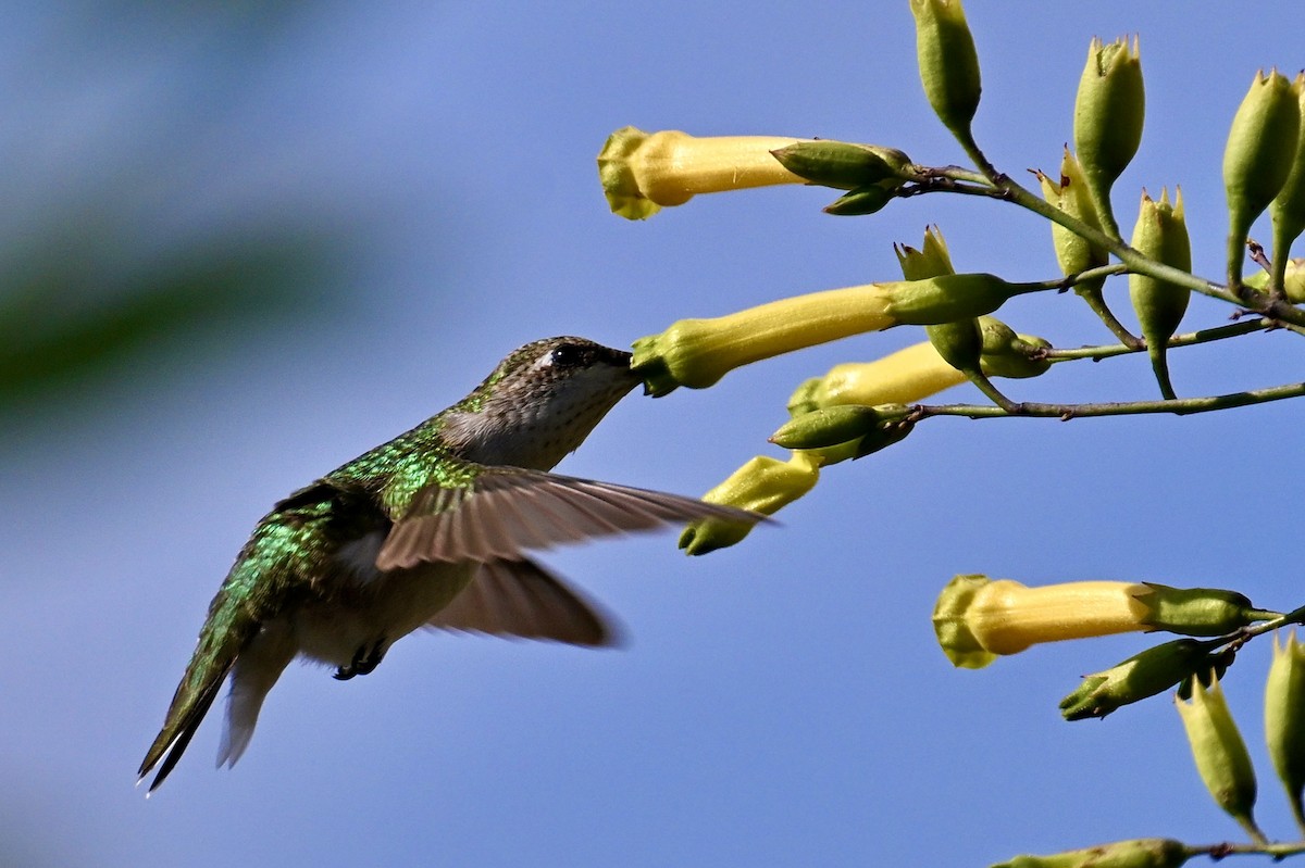 Ruby-throated Hummingbird - ML643436018