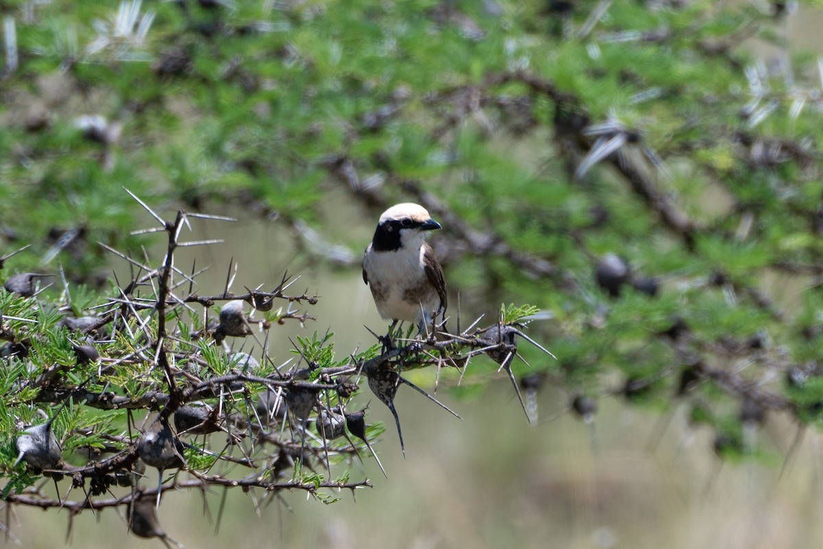 White-rumped Shrike - ML643436043