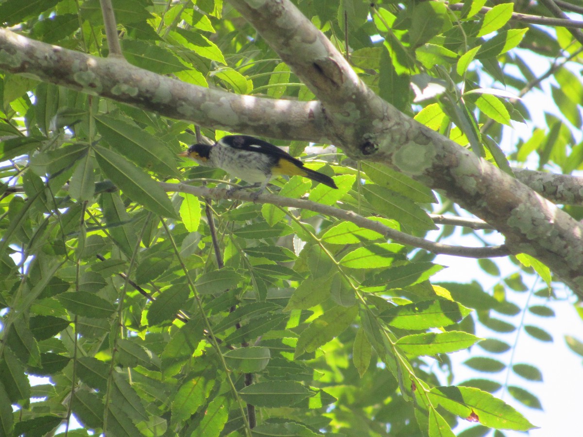 Yellow-backed Tanager - ML643436044