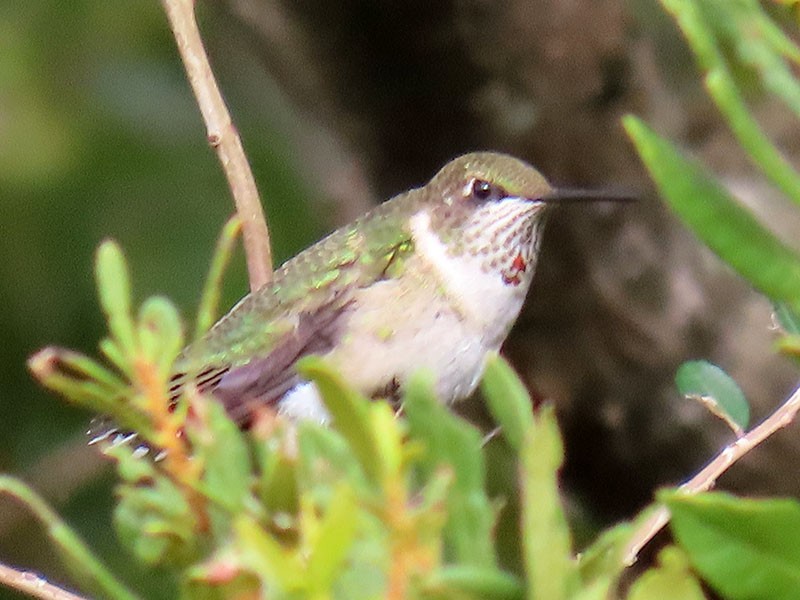 Ruby-throated Hummingbird - ML643436051