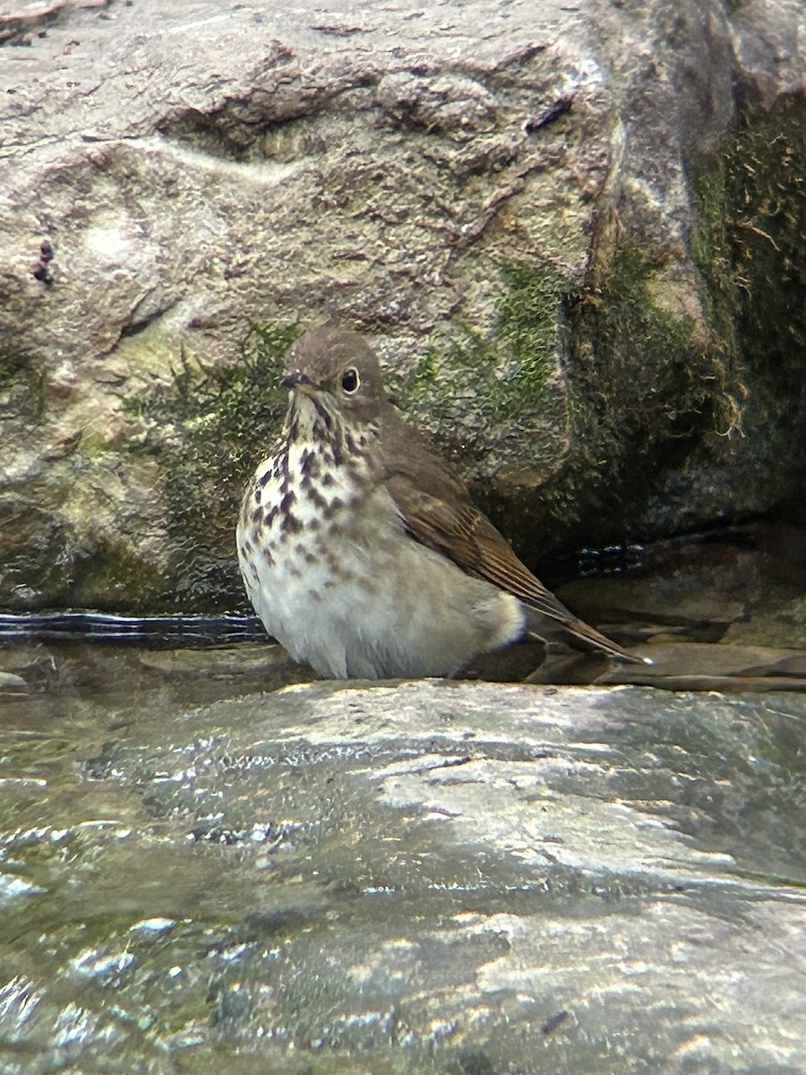 Hermit Thrush - ML643436052