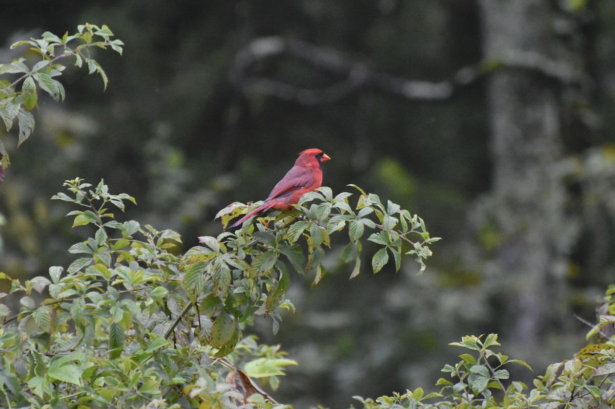 Northern Cardinal - ML643436054