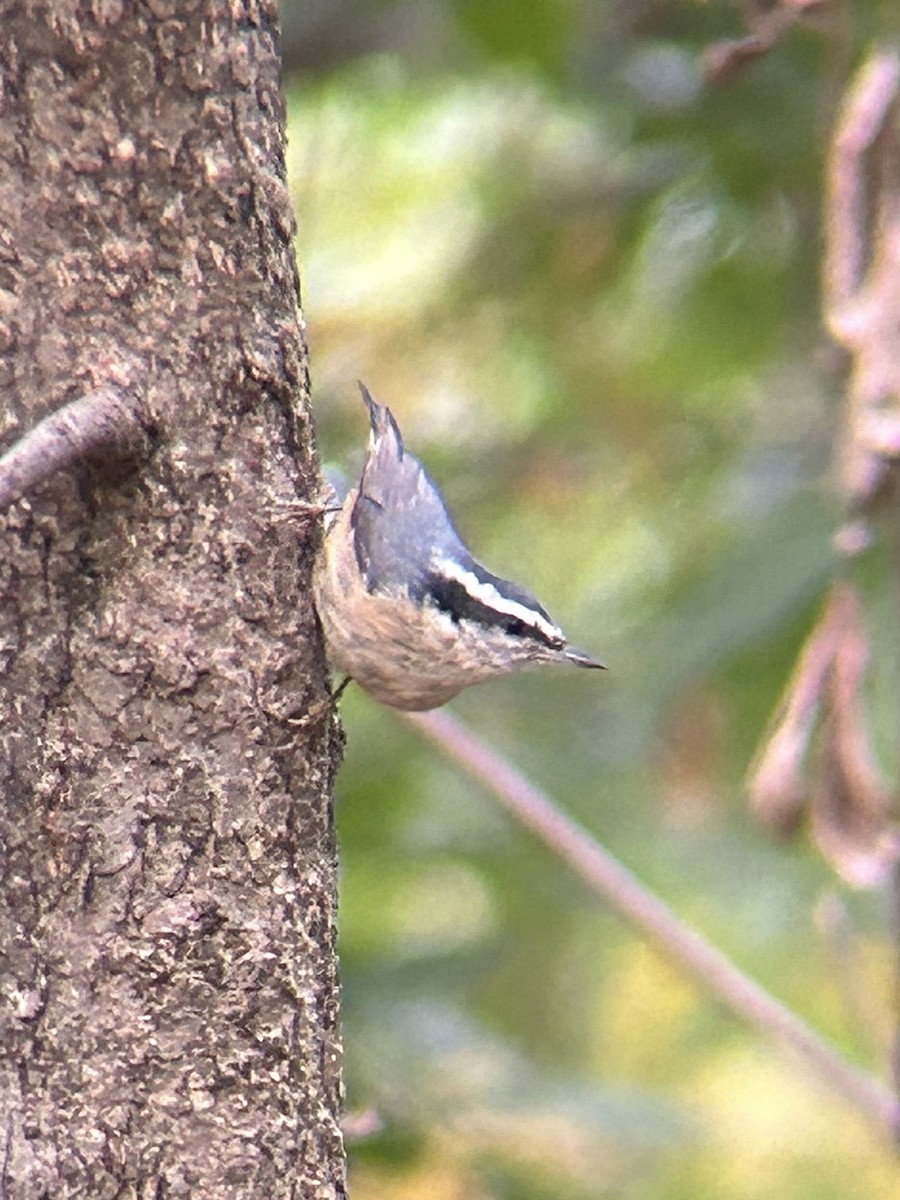 Red-breasted Nuthatch - ML643436071