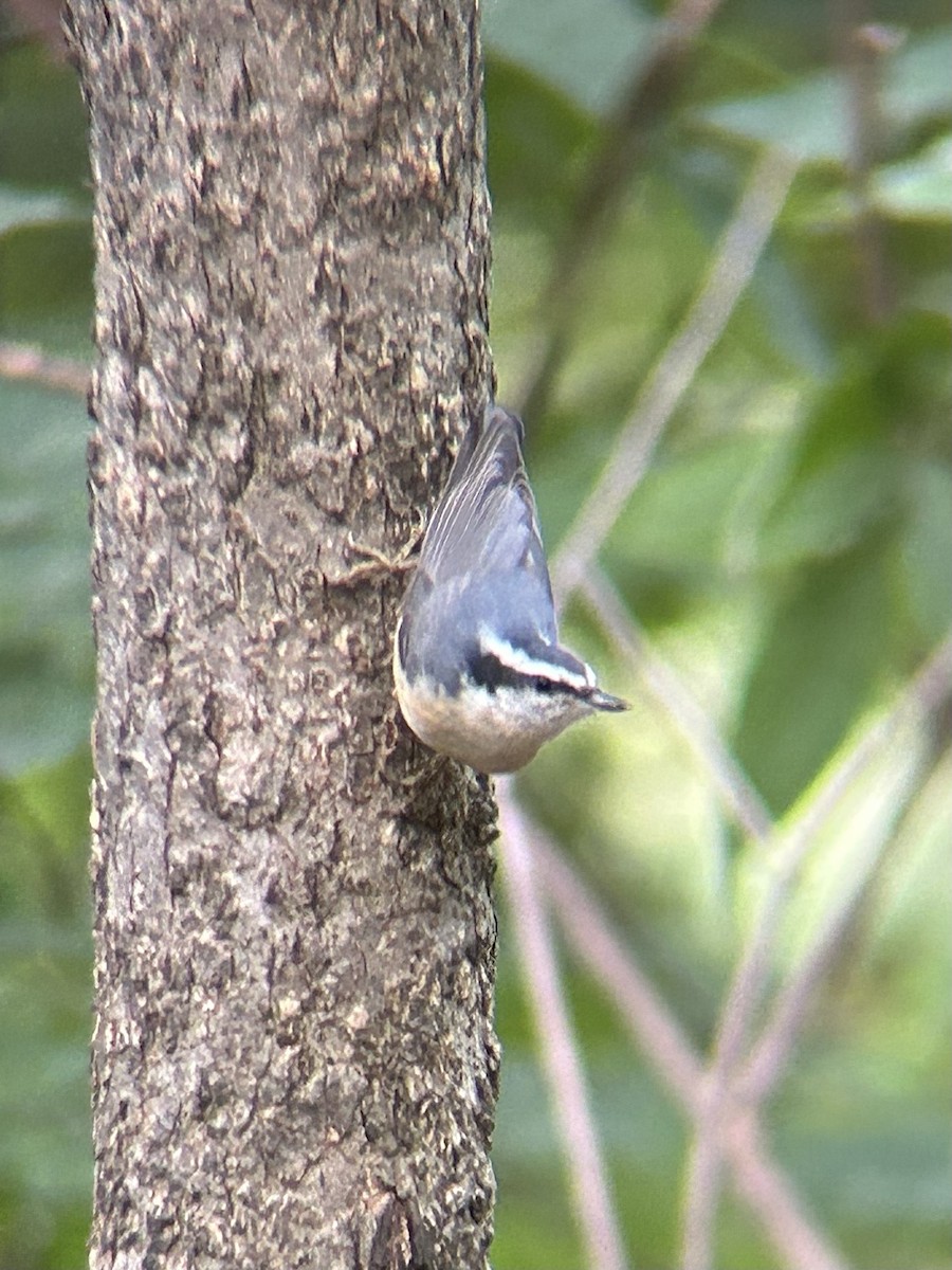 Red-breasted Nuthatch - ML643436072