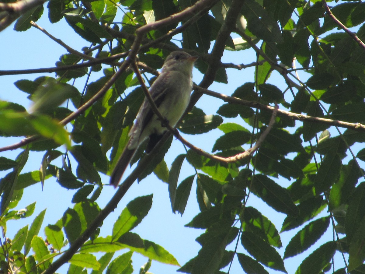 Northern Tropical Pewee - ML643436073