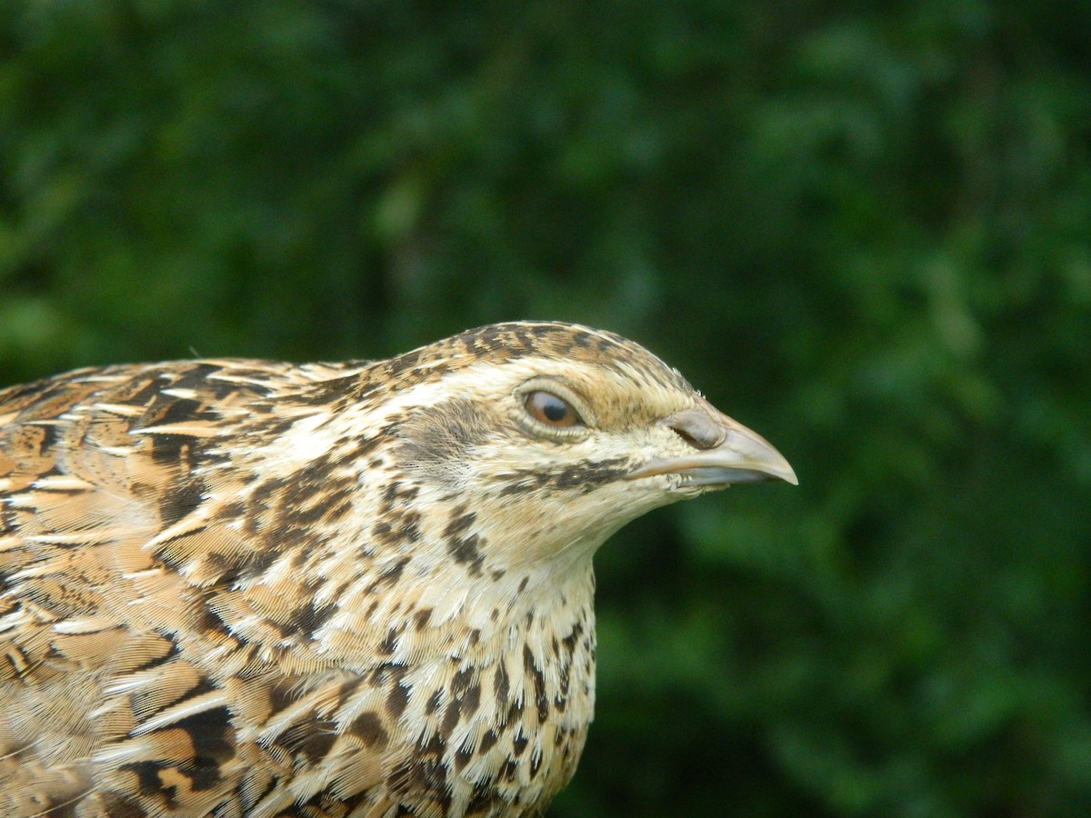 Common Quail - ML643436082