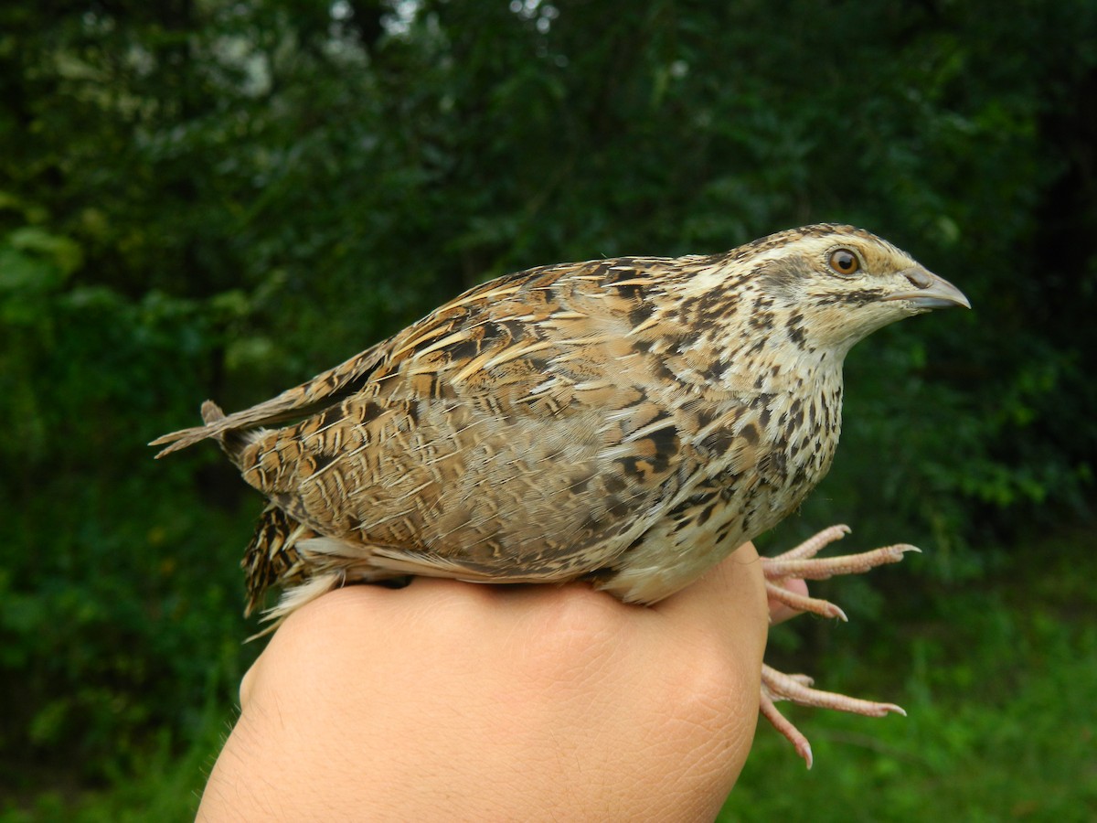 Common Quail - ML643436083