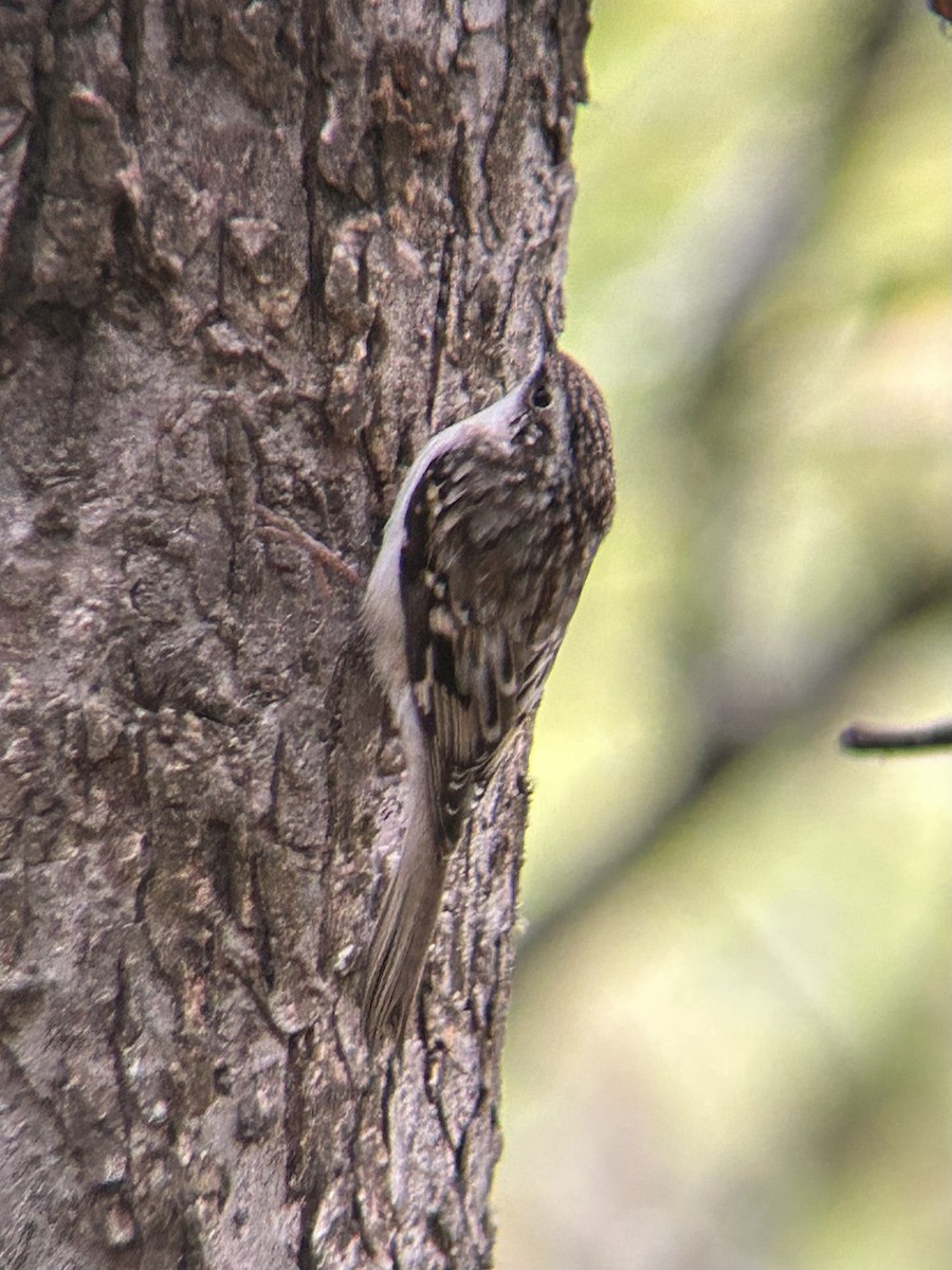 Brown Creeper - ML643436085