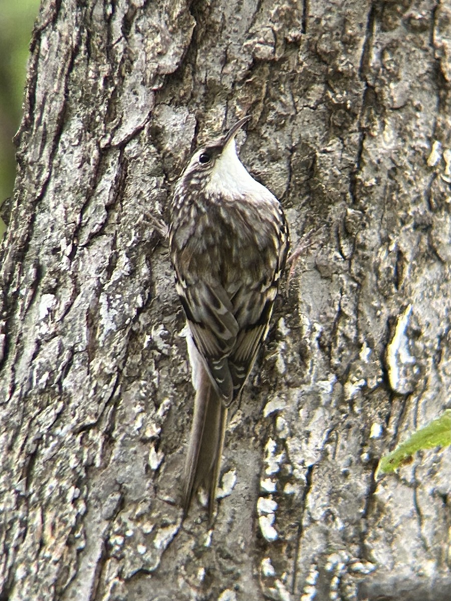 Brown Creeper - ML643436086