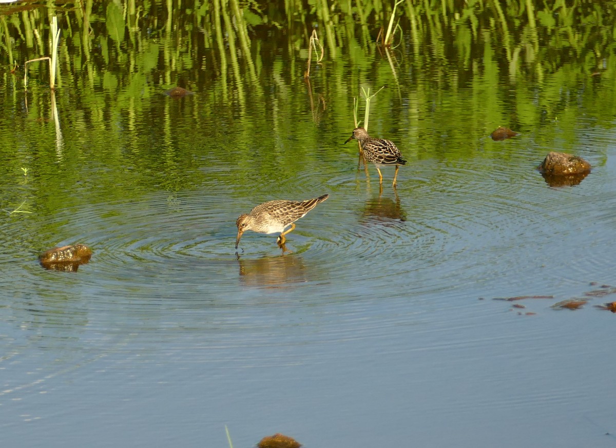 Орог элсэг - ML643436091