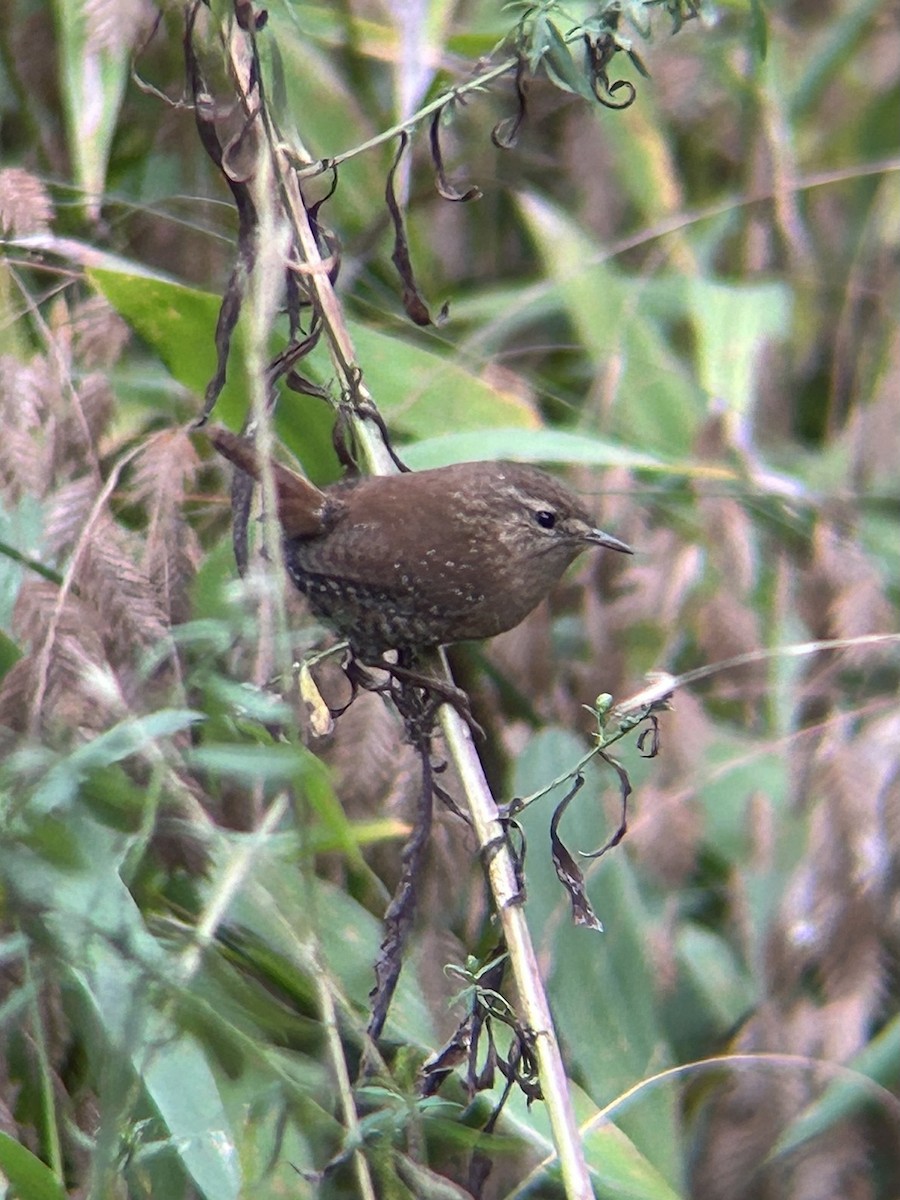 Winter Wren - ML643436107