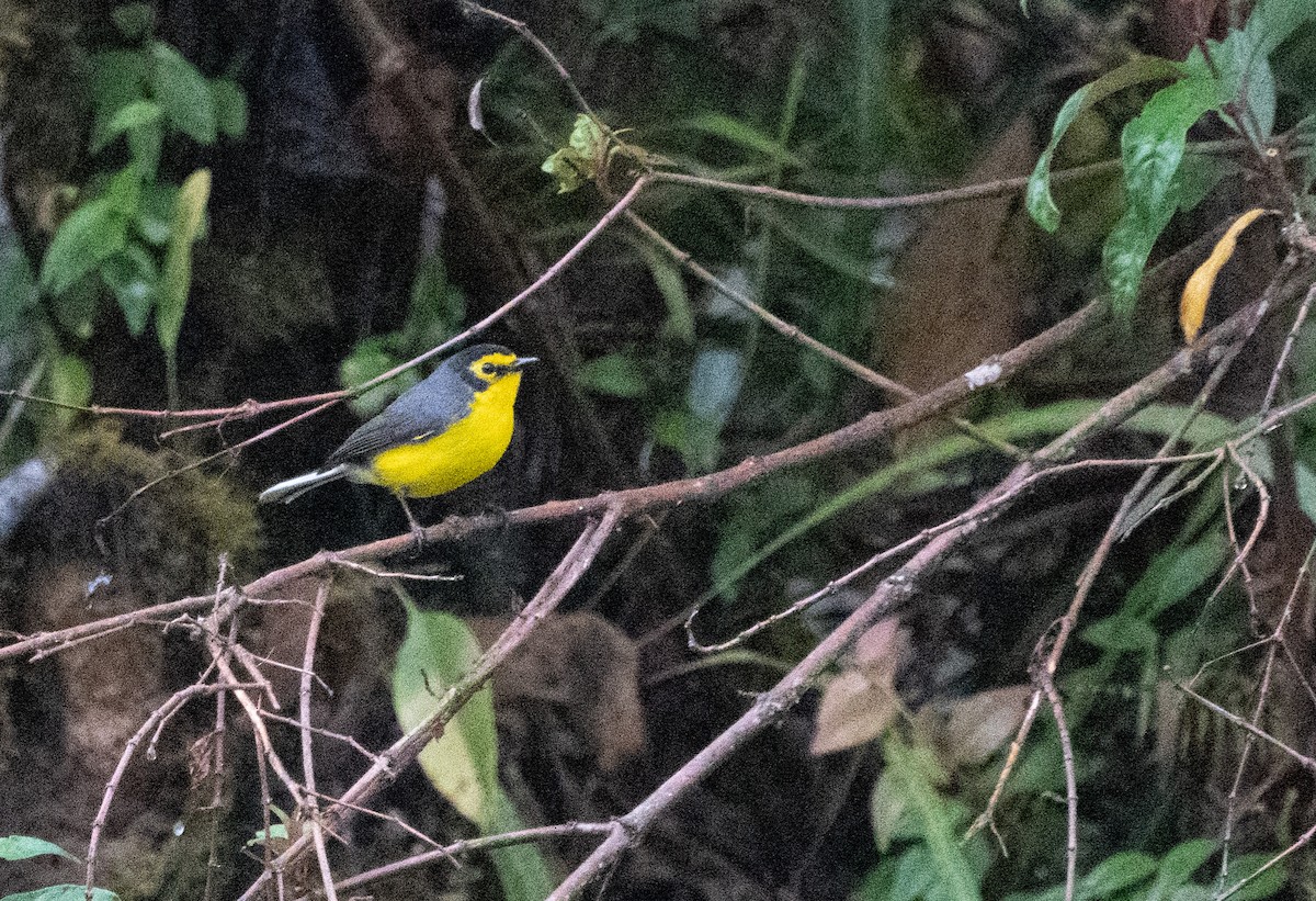 Spectacled Redstart - ML643436121