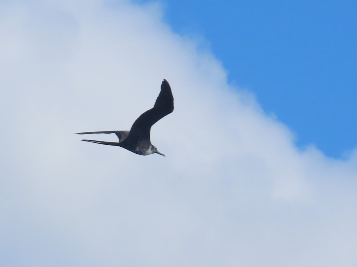 Magnificent Frigatebird - ML643436125