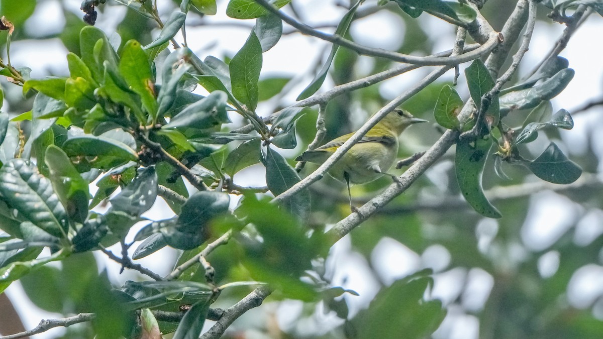 Tennesse Ötleğeni - ML643436131