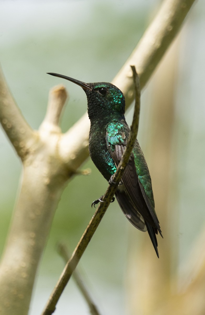 Shining-green Hummingbird - ML643436132