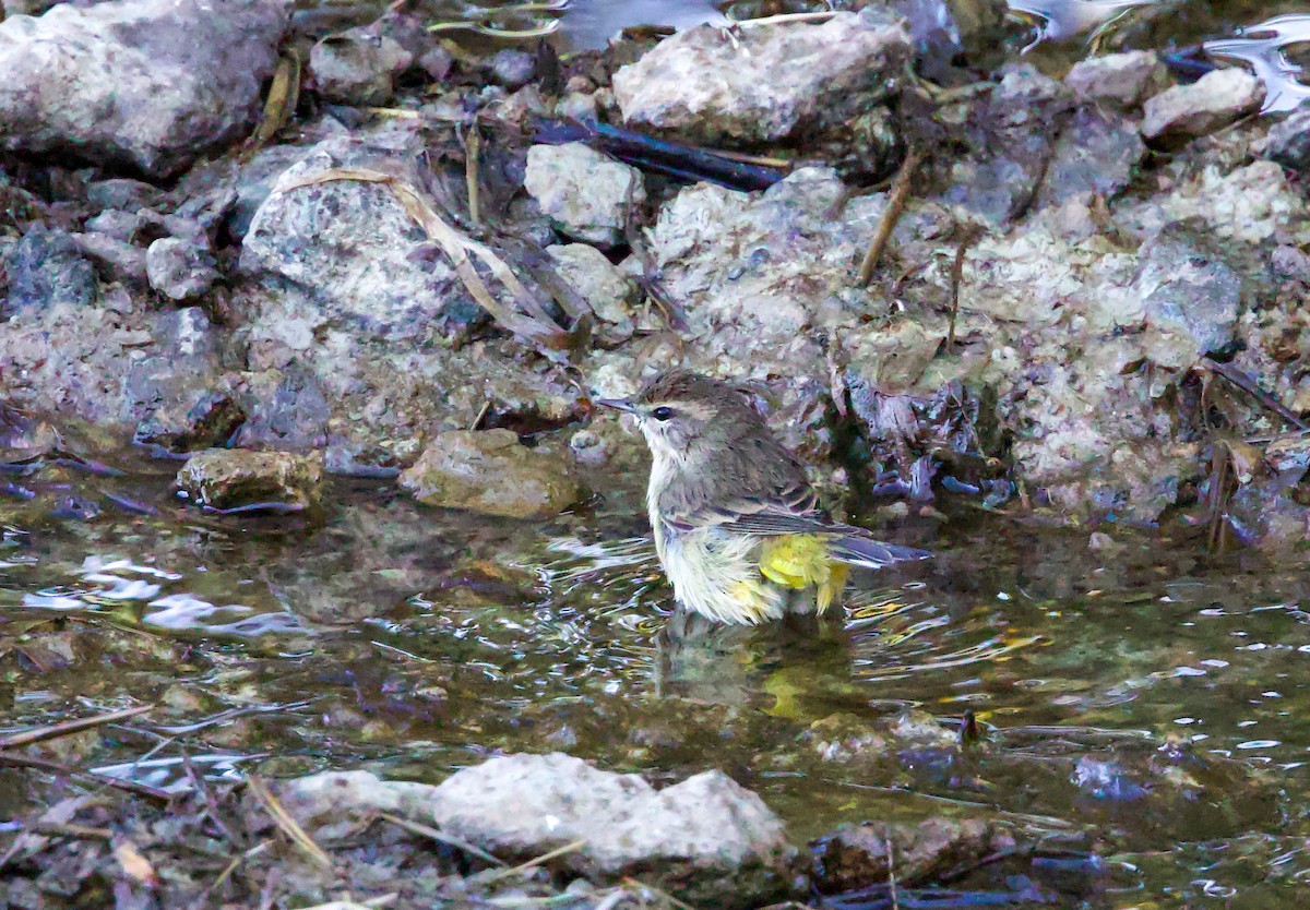 Palm Warbler - ML643436133