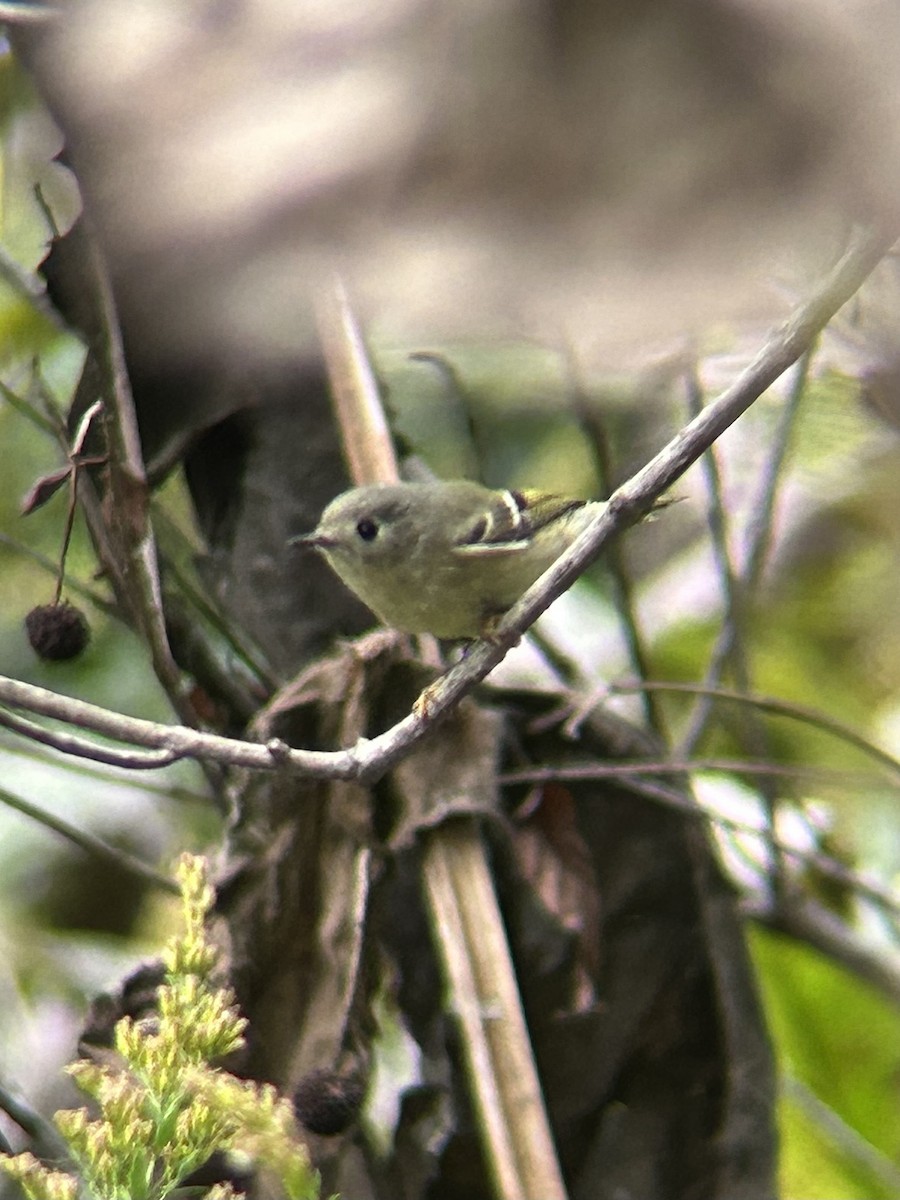 Ruby-crowned Kinglet - ML643436134