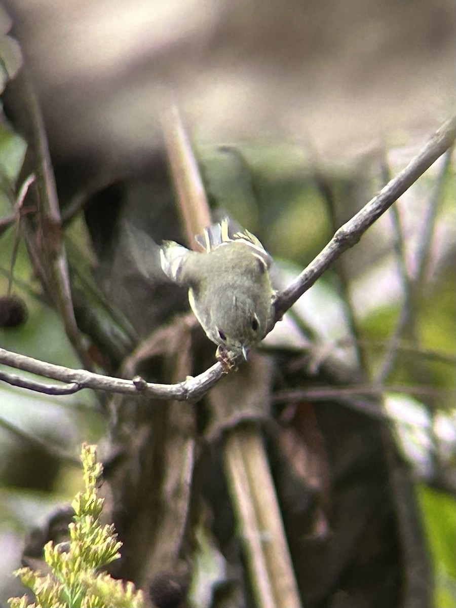 Ruby-crowned Kinglet - ML643436135