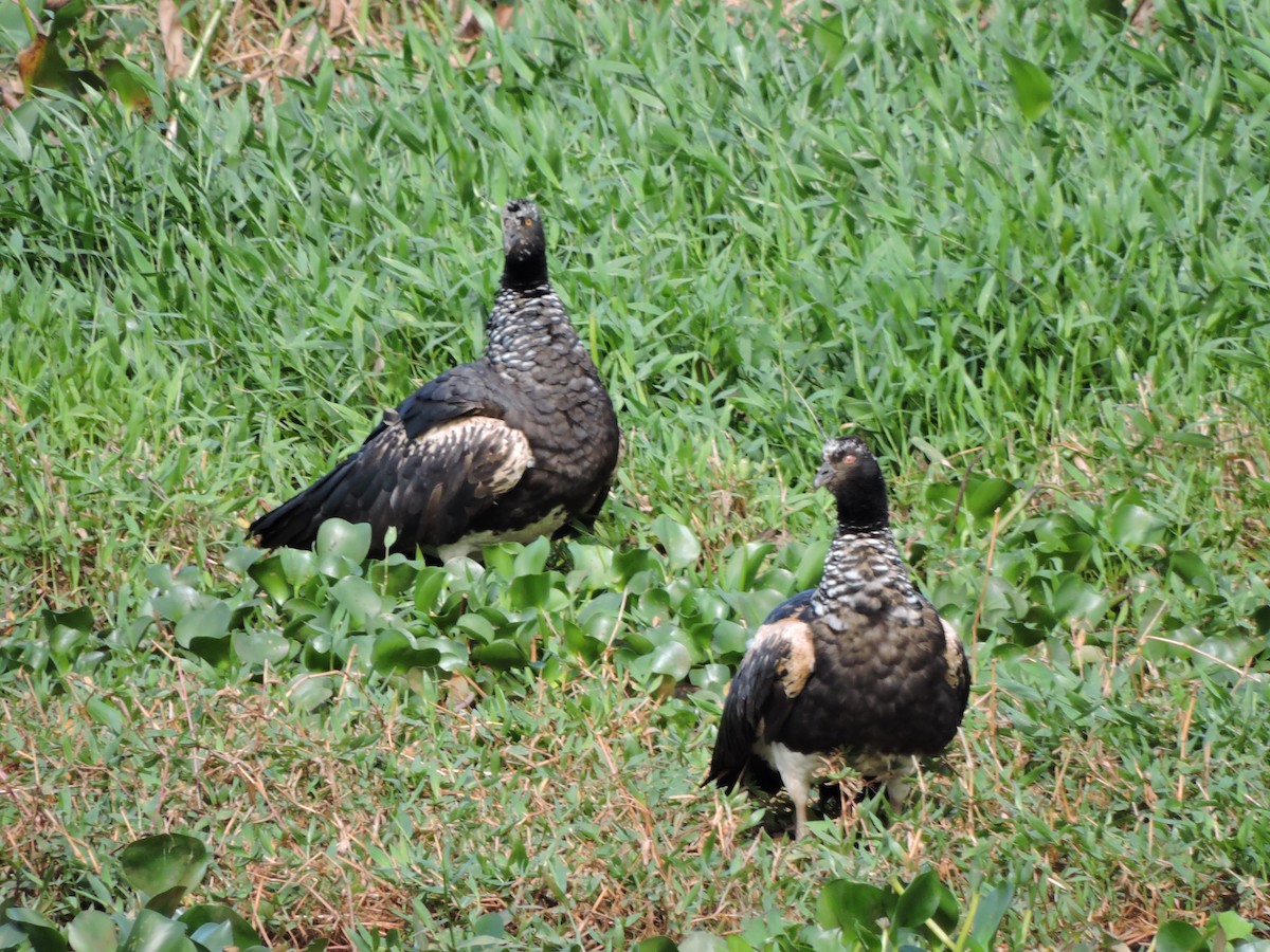 Horned Screamer - ML643436138