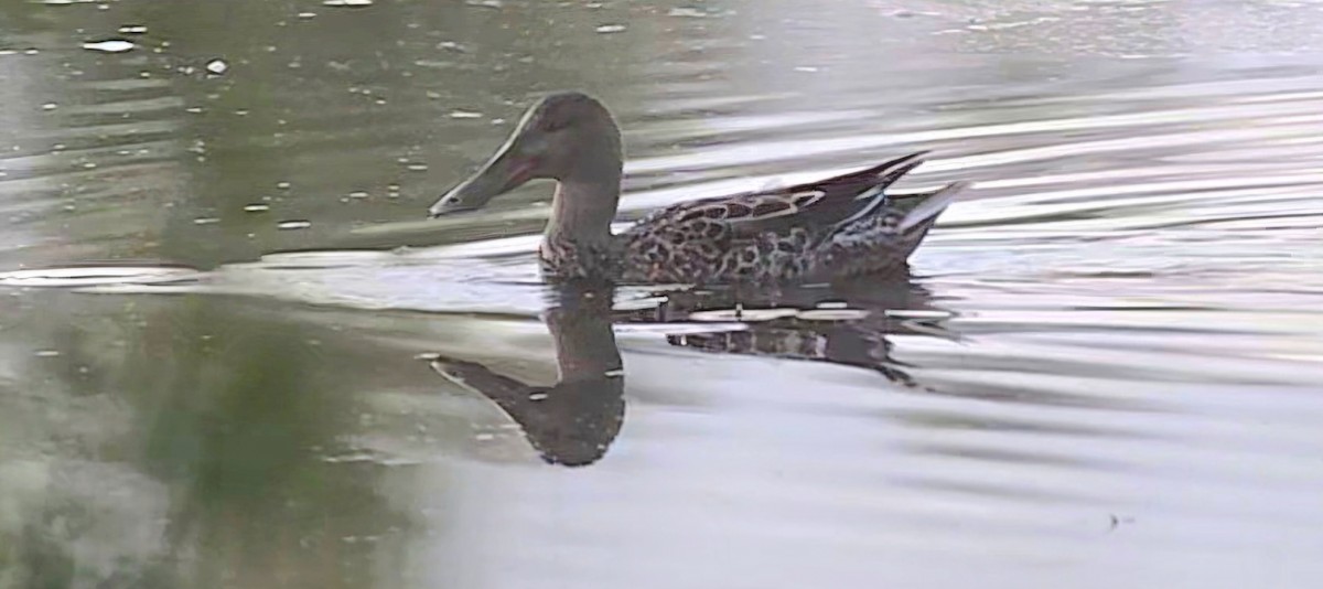 Canard souchet - ML643436143