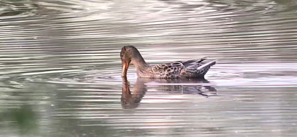 Canard souchet - ML643436144