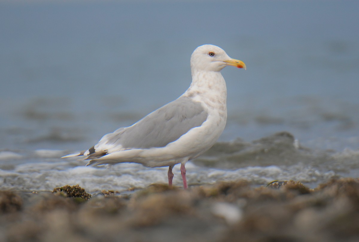 Hybride Goéland d'Audubon x G. à ailes grises - ML643436150