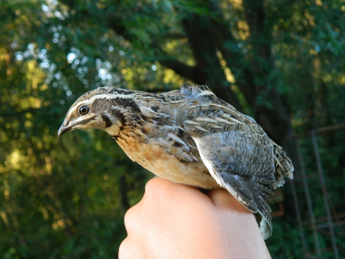 Common Quail - ML643436156