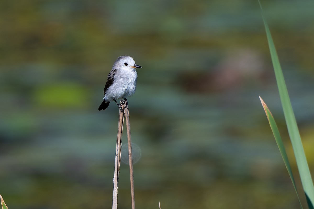 White-headed Marsh Tyrant - ML643436157