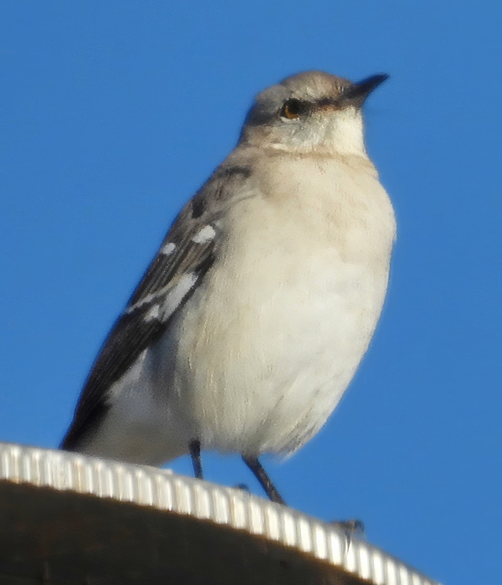 Northern Mockingbird - ML643436158