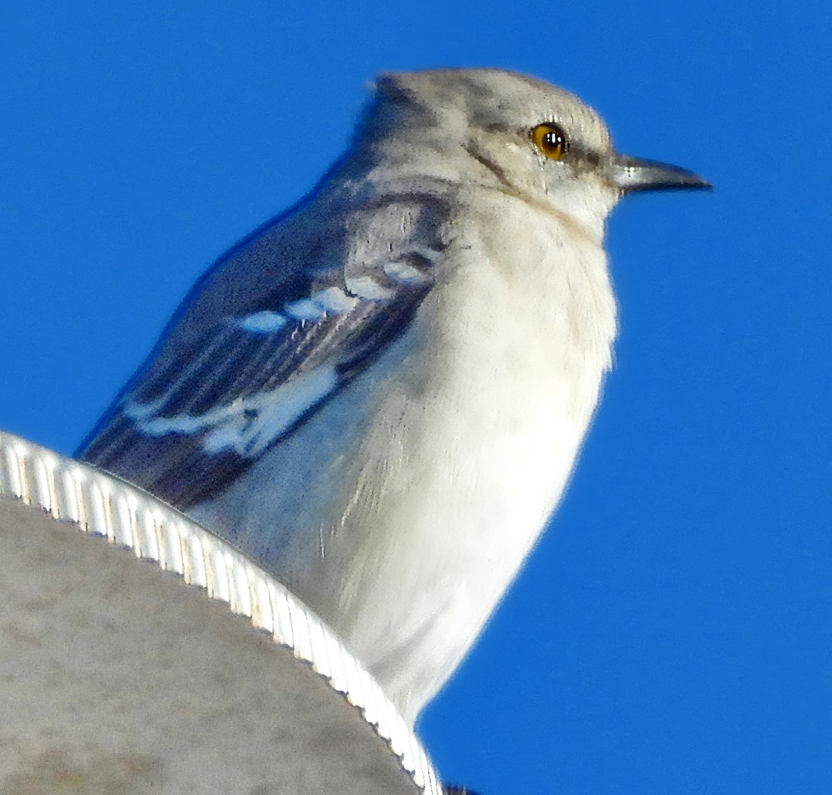 Northern Mockingbird - ML643436159