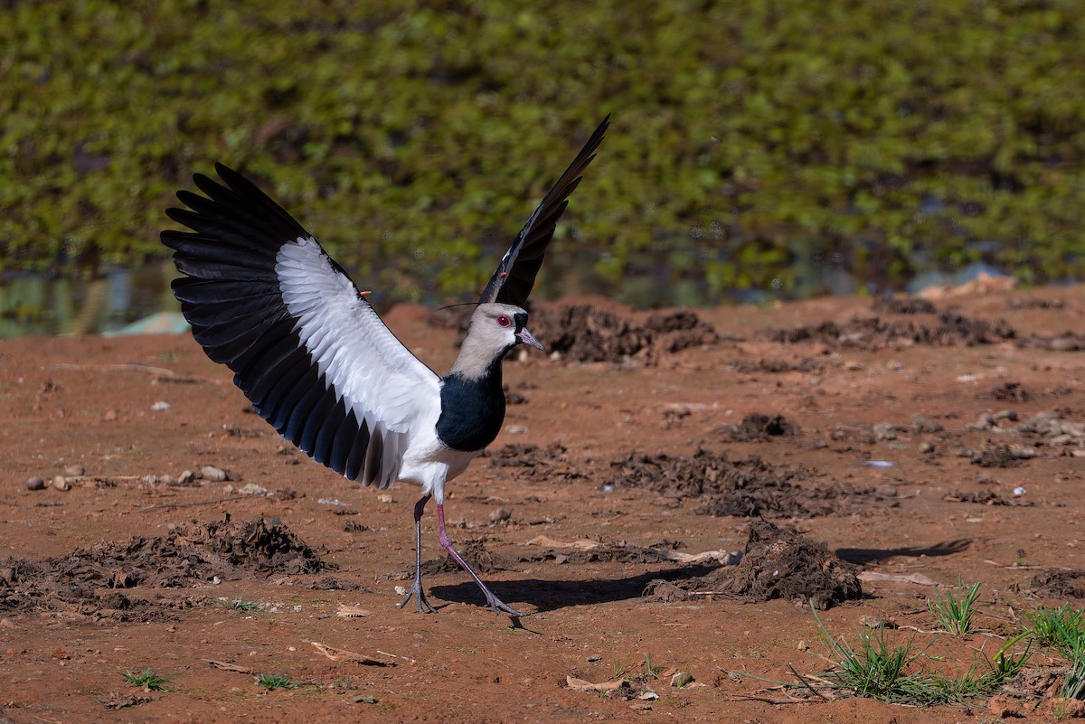 Southern Lapwing - ML643436168