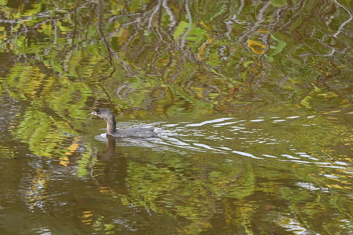 Pied-billed Grebe - ML643436170