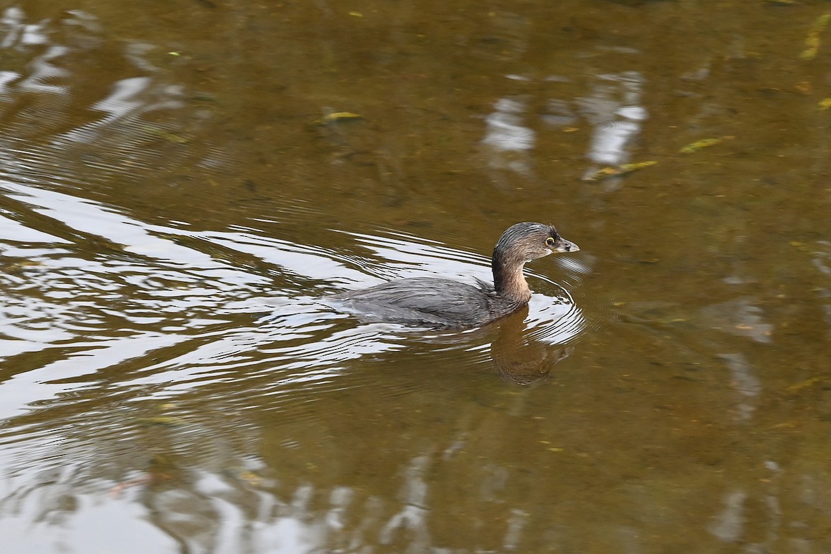 Pied-billed Grebe - ML643436171