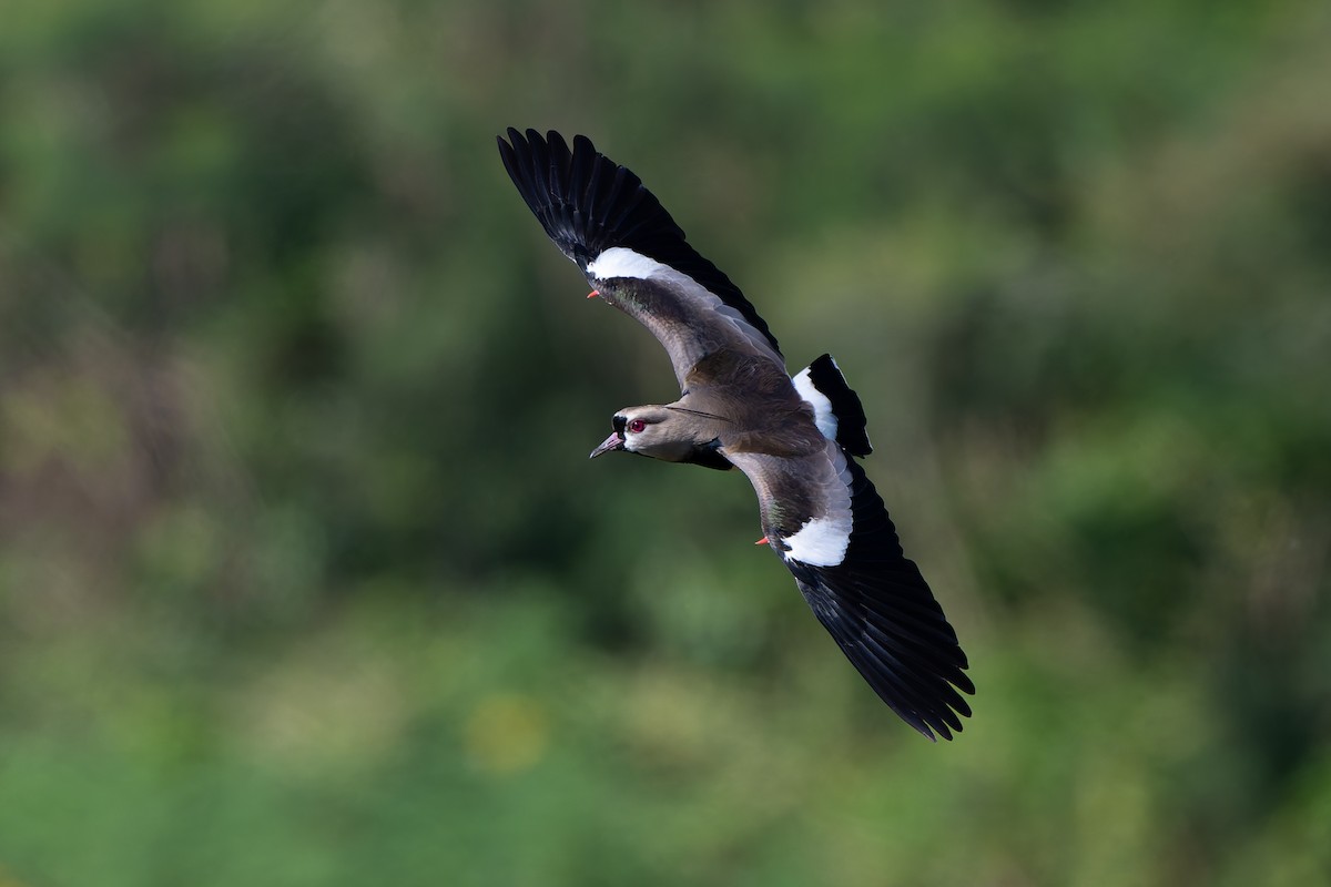 Southern Lapwing - ML643436178