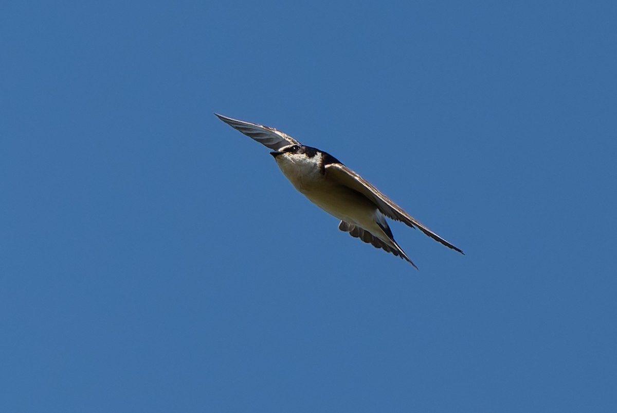 White-rumped Swallow - ML643436184