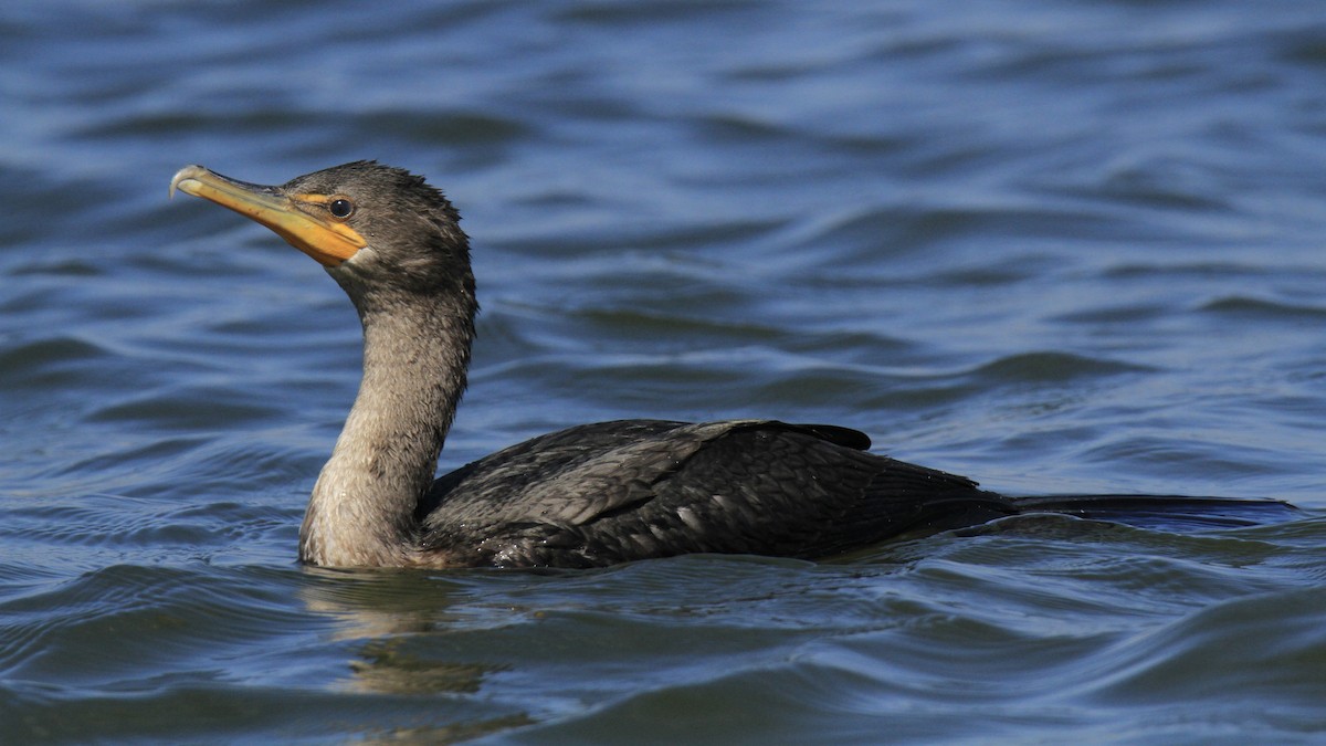 Double-crested Cormorant - ML643436185