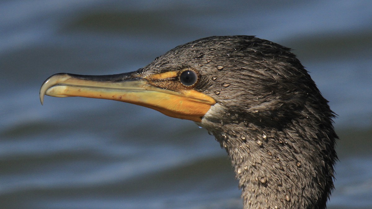 Double-crested Cormorant - ML643436186