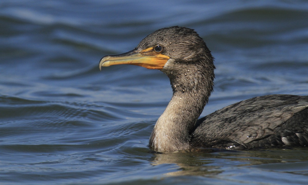 Double-crested Cormorant - ML643436188