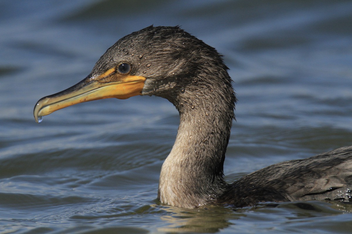 Double-crested Cormorant - ML643436190