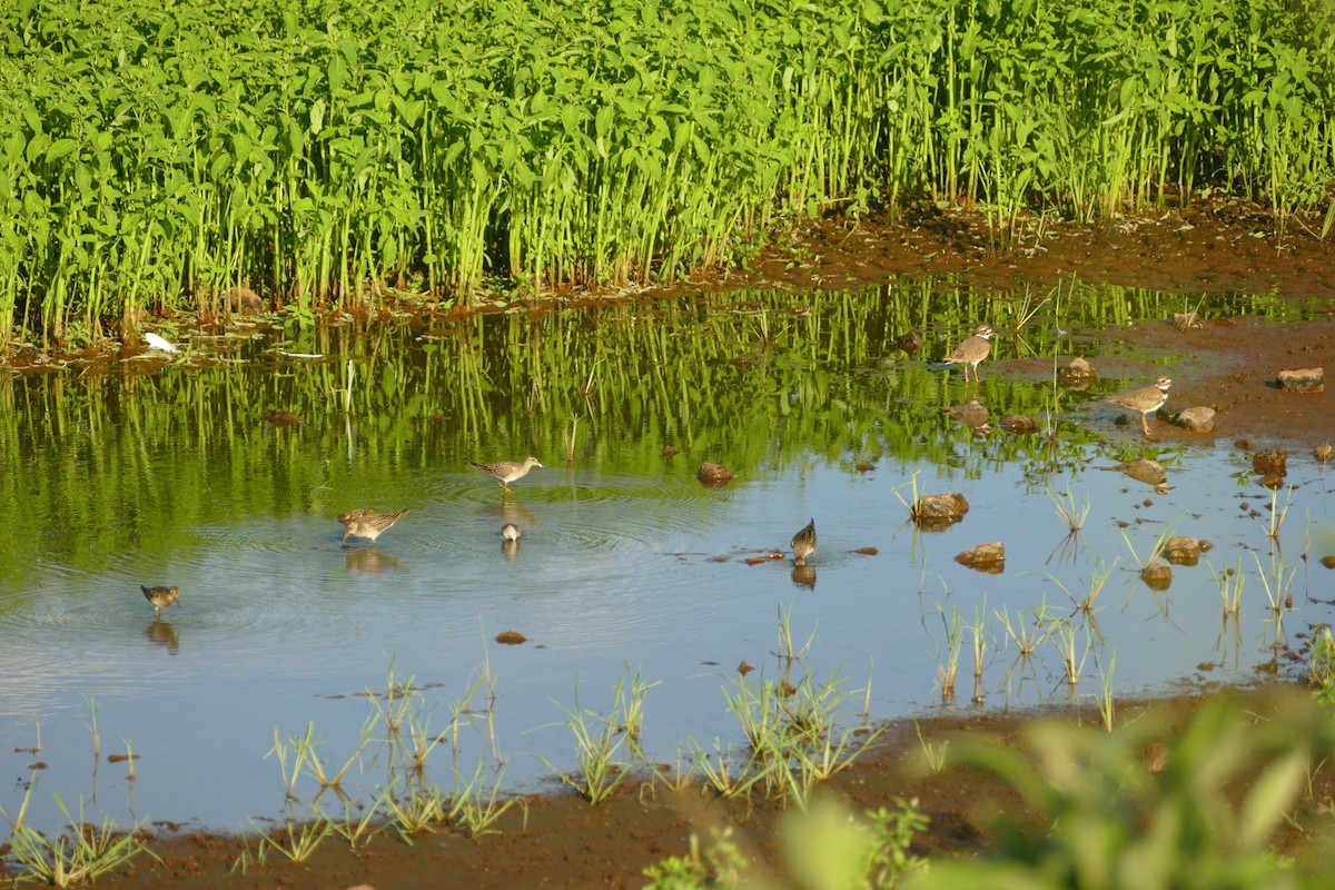 Орог элсэг - ML643436196
