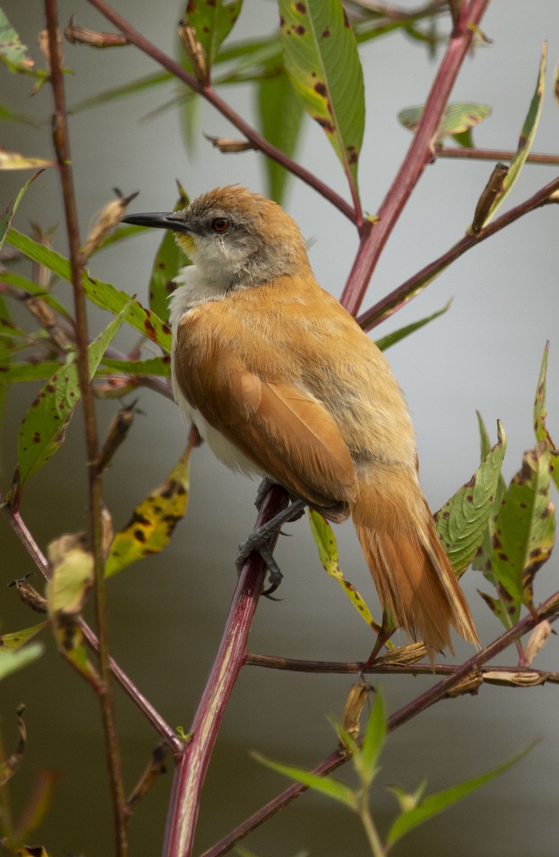 Yellow-chinned Spinetail - ML643436207