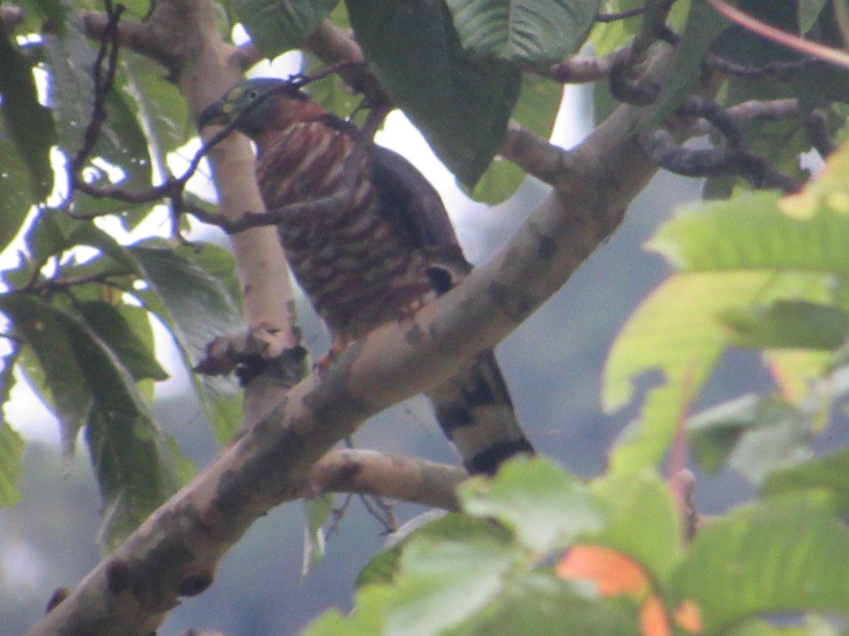 Hook-billed Kite - ML643436210